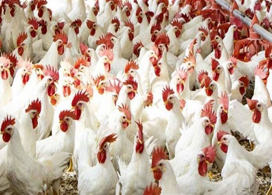 Regarding eggs and chickens...this is what the Poultry Syndicate announced